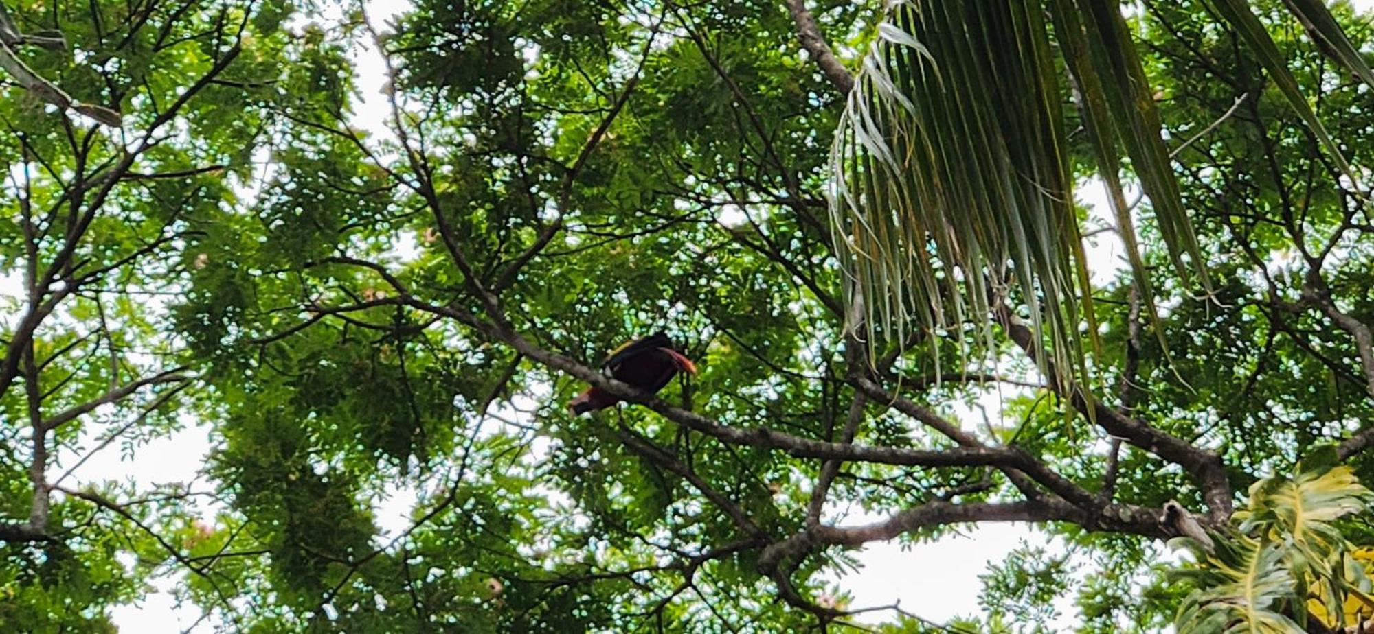Macaw Paradise جاكو المظهر الخارجي الصورة