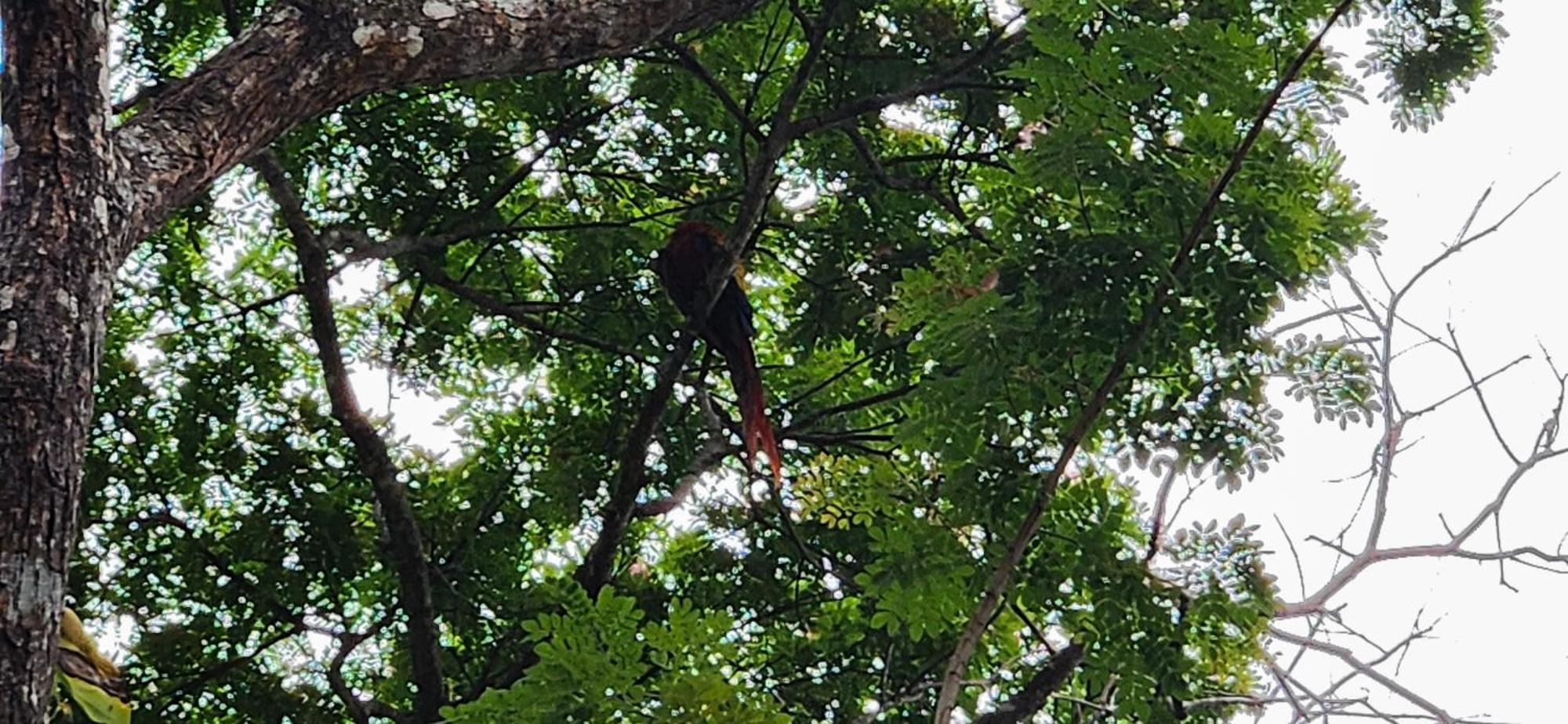 Macaw Paradise جاكو المظهر الخارجي الصورة