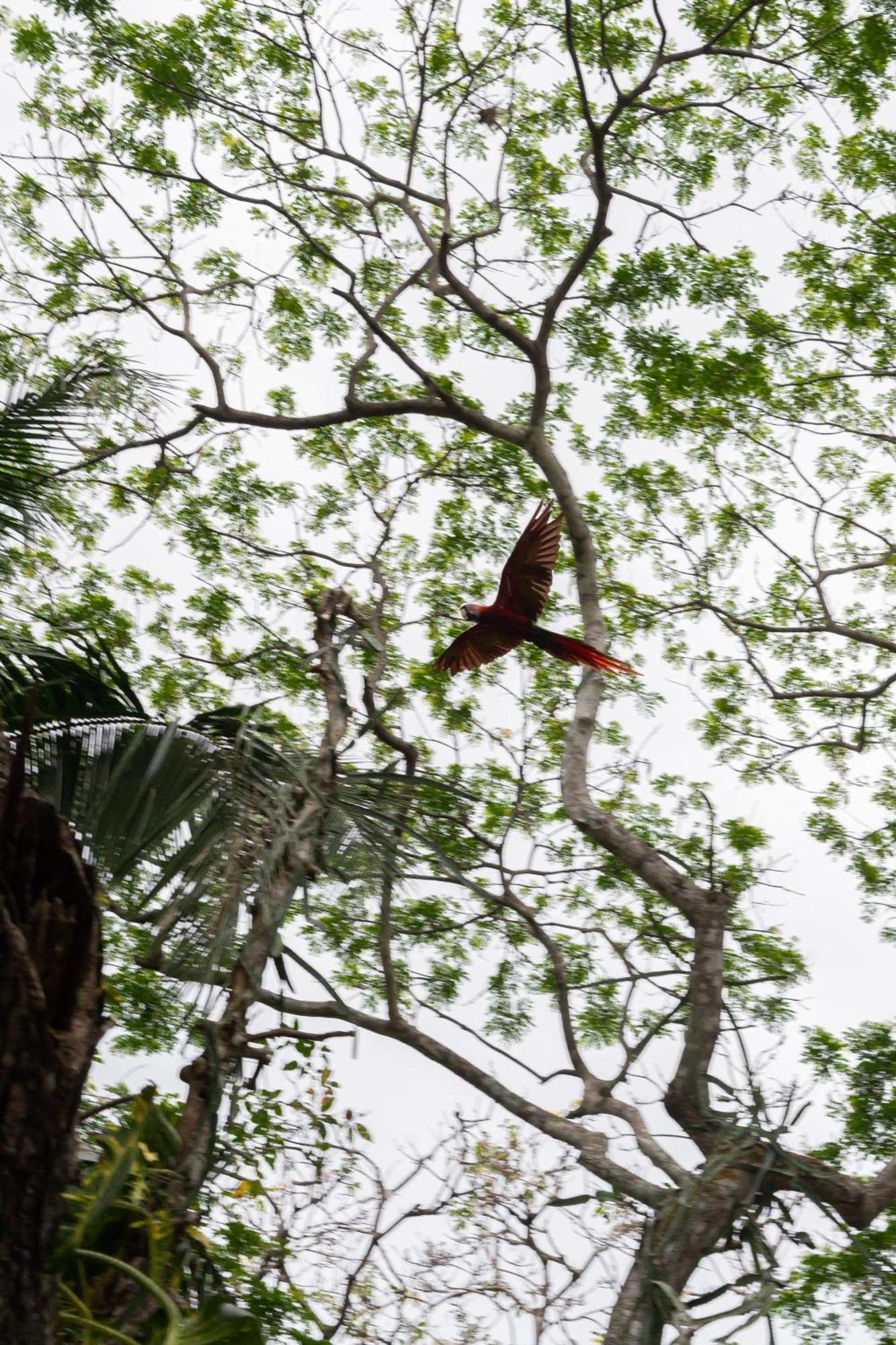 Macaw Paradise جاكو المظهر الخارجي الصورة