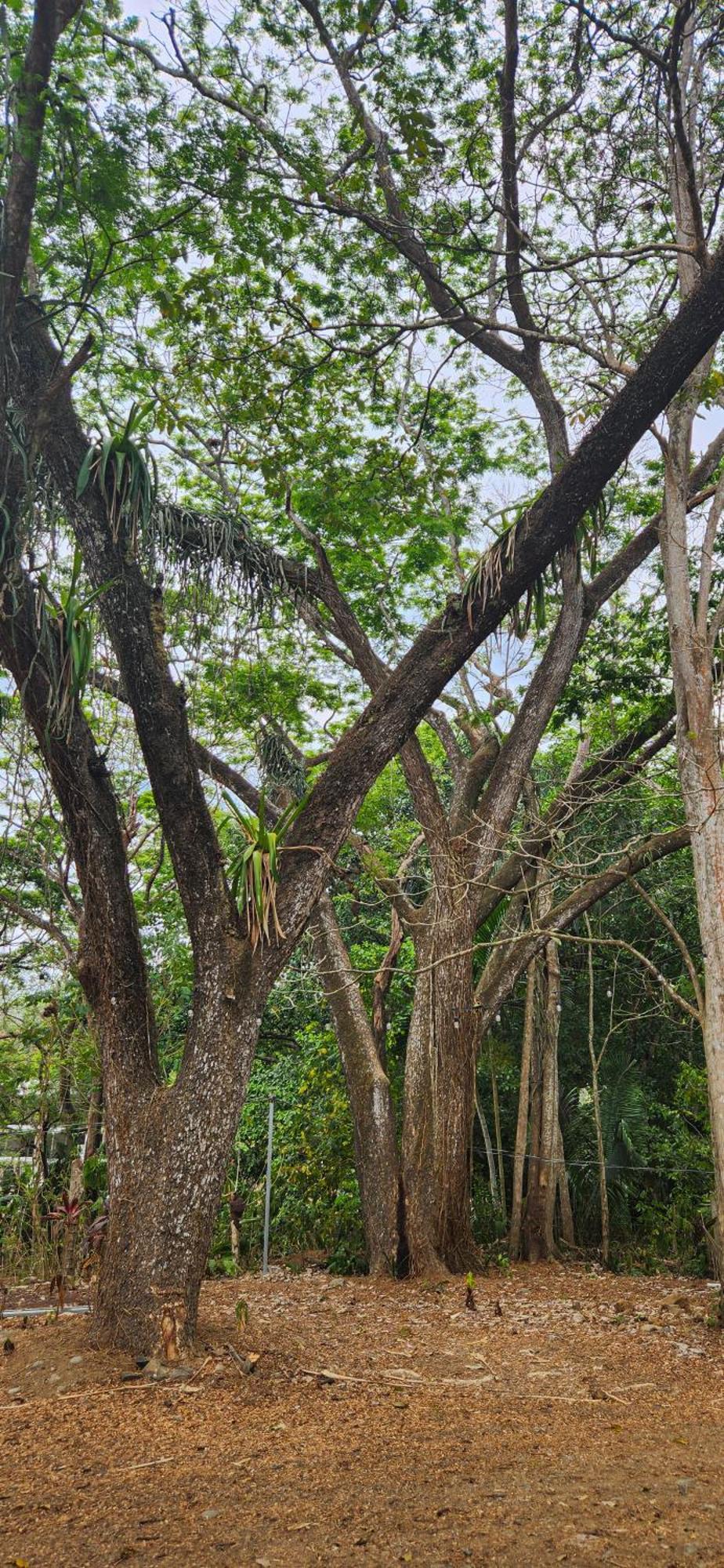 Macaw Paradise جاكو المظهر الخارجي الصورة